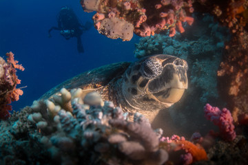 Hawksbill Turtle
