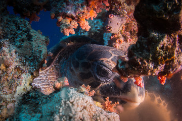 Hawksbill Turtle