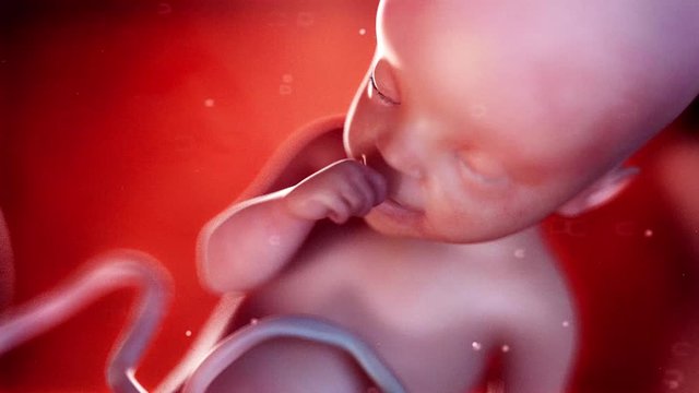 medically accurate 3d animation of a fetus week 25