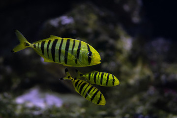 Golden Trevally
