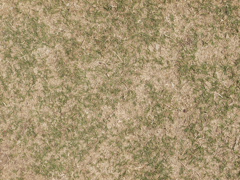 green grass and dry grass