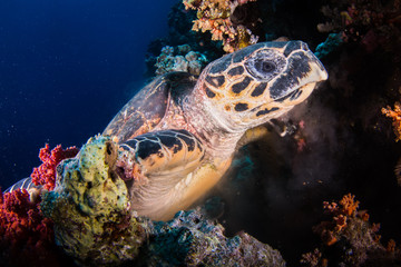 Hawksbill Turtle