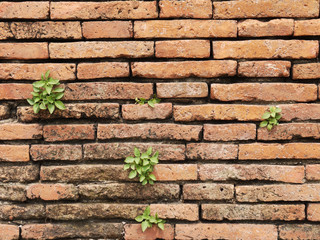 Brick wall with a crack and plants