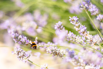 Bee on Lavender