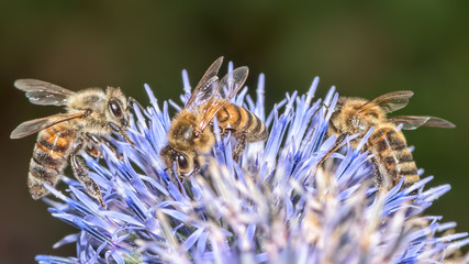 3 bees on globe thistle