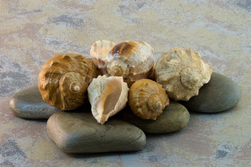 sea shells on rocks a beautiful background