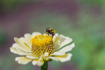 bee collecting pollen on yellow zinnias in the garden