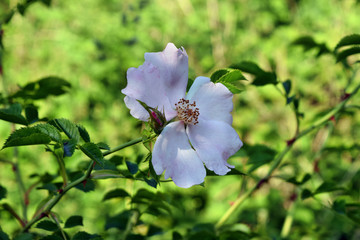 Australian pink and white rose