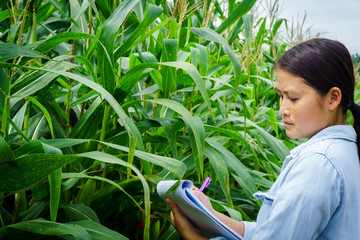 A young girl inspects the corn and notes the observations found