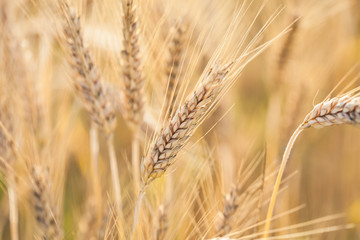 Golden wheat field