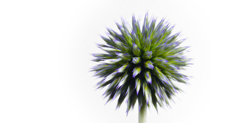 small globe thistle turning on a white background. A wonderful wild flower turns against a white background like a being from another galaxy, green and pointed shows her nature