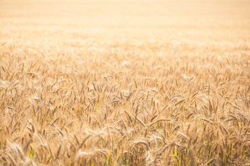 Field of wheat
