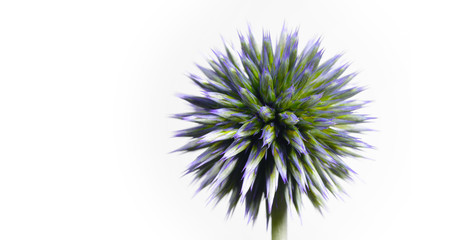 Fototapeta premium small globe thistle turning on a white background. A wonderful wild flower turns against a white background like a being from another galaxy, green and pointed shows her nature