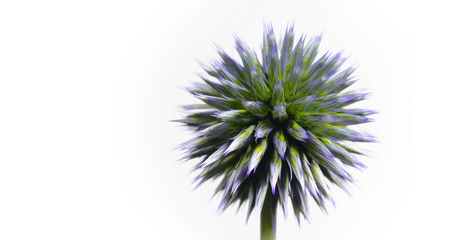 small globe thistle turning on a white background. A wonderful wild flower turns against a white background like a being from another galaxy, green and pointed shows her nature
