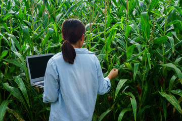 A young girl inspects the corn and notes the observations found