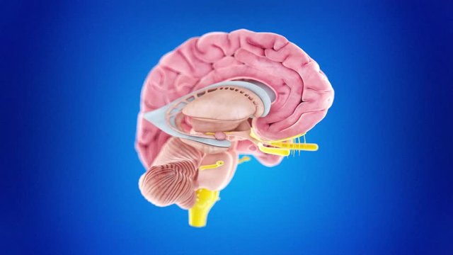 medically accurate 3d animation of the human brain