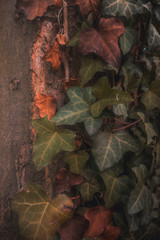 Leaves on a tree and wood texture