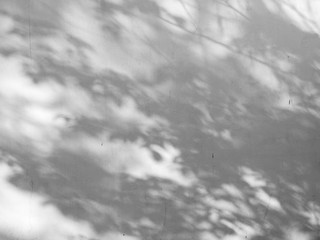 shadow of the leaves on a white wall