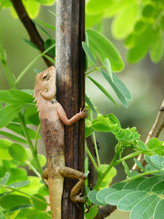 Thai native lizard or chameleon on tree