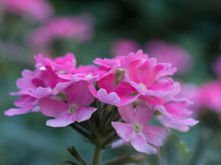 Fototapeta premium blume