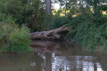 fallen tree in the water