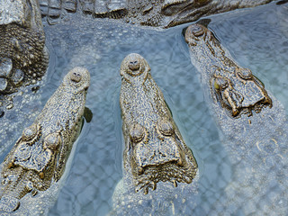 crocodile in zoo