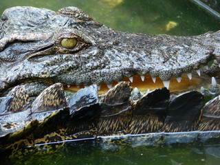 Fototapeta premium Crocodile Eyes Detail Close Up