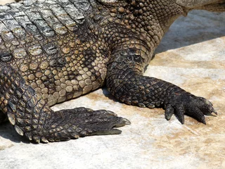 Photo sur Aluminium Crocodile pied de crocodile