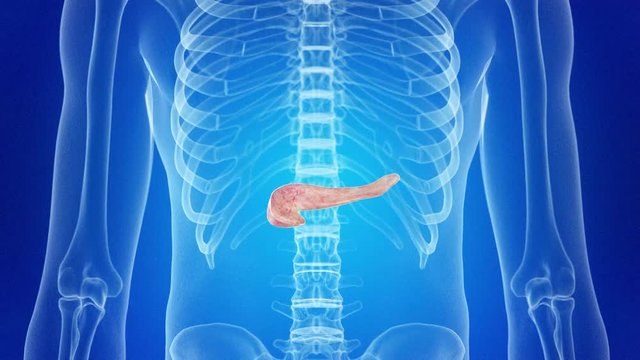 medical 3d animation of the human pancreas
