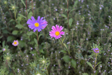 Obraz premium Blumen im Bauerngarten