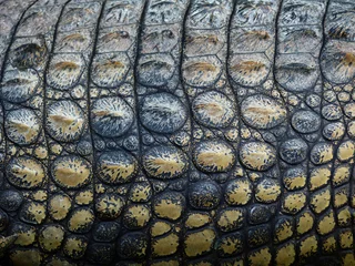 Photo sur Aluminium Crocodile Texture de peau de crocodile