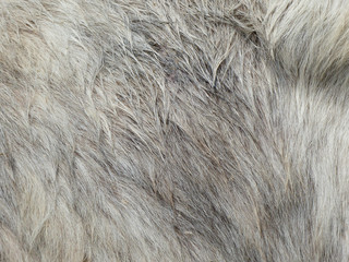 Horsehair