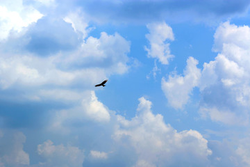 bird