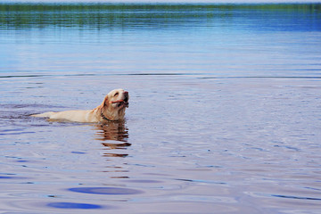 Fototapeta premium golden labrador retriever swimming in lake with stick, copy space