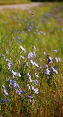 naturheikunde   gemeine  wegwarte