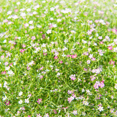 Beautiful Gypsophila flower, babysbreath gypsophila