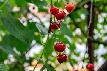 Red cherries on a tree, in drops of water after a rain
