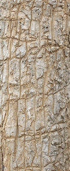 bark texture
