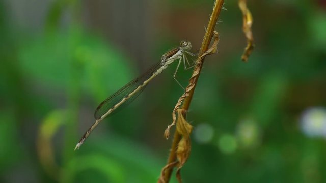 Macro of a fluffy and brown dragonfly Sympecma fusca sits seated on a dry stalk of a plant in the forest of the foothills of the Caucasus