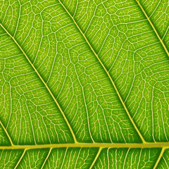 close-up green bodhi leaves