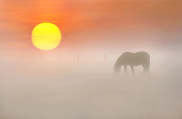 Horse on a Misty Sunrise