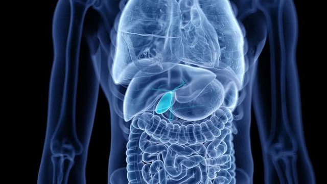 medical 3d animation of the human gallbladder 