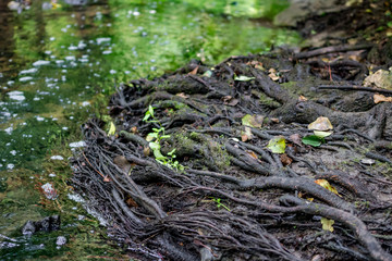 Naked roots of a tree in a forest creek