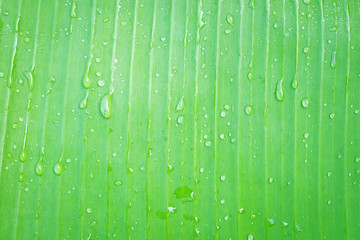 Closeup of banana green leaf with water abstract background