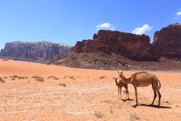 Arabian camels in desert of Wadi Rum, Jordan. 