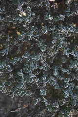 winter texture and background. green branches of Christmas trees in the snow shine in the sunlight