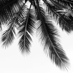 Obraz premium beautiful palms leaf on white background