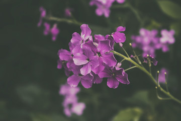 Fototapeta na wymiar Pink Phlox flowers.