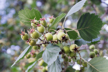 red viburnum and leafs