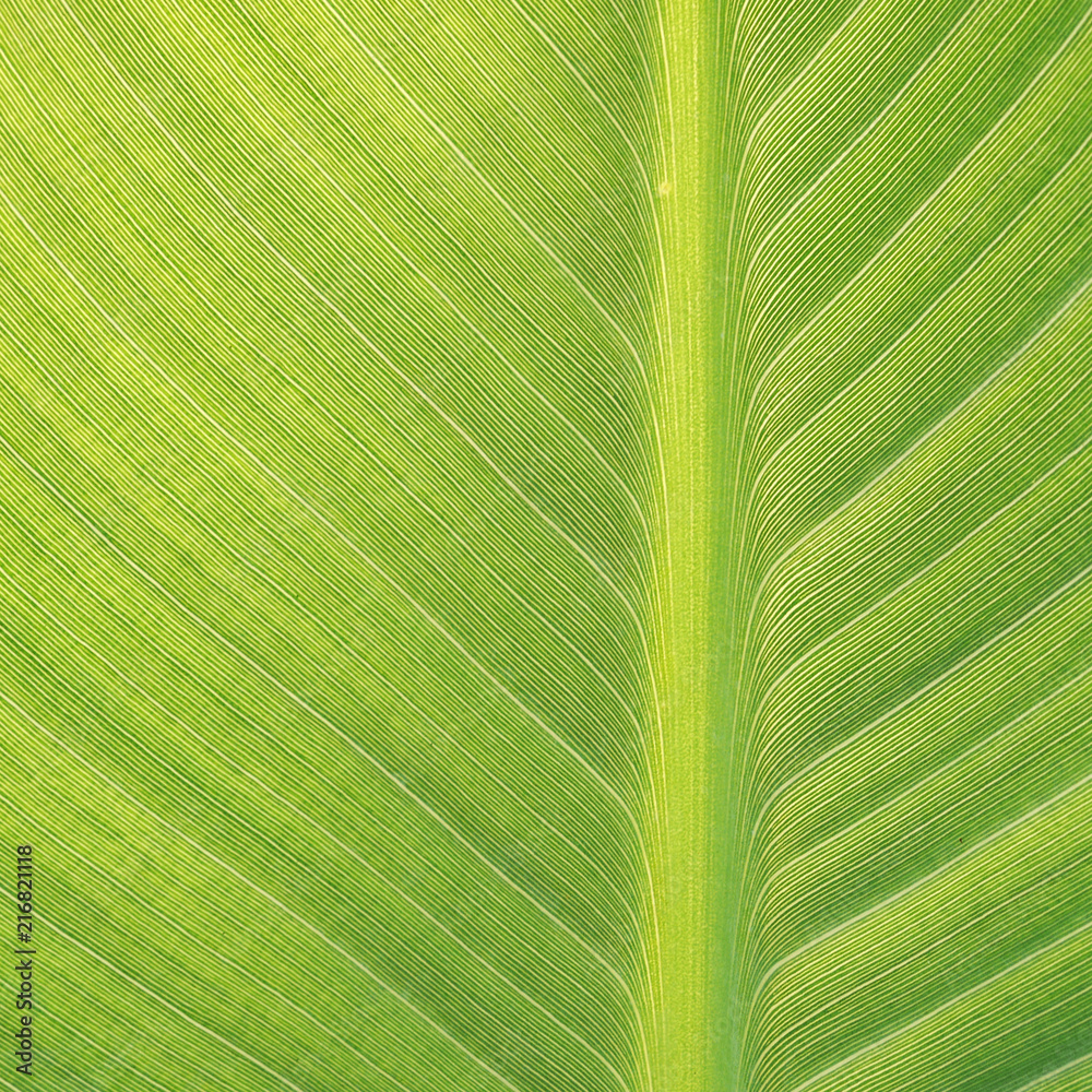 Sticker Banana leaf background with lines